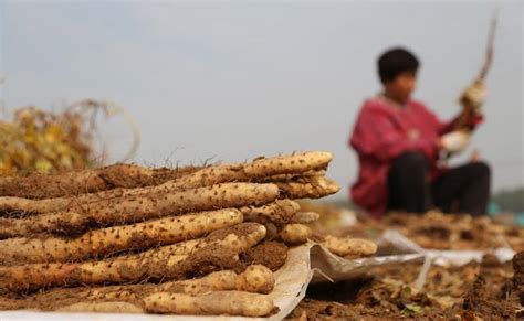 山藥盆栽|山藥在家的種植方法